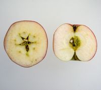 Kundbyæble